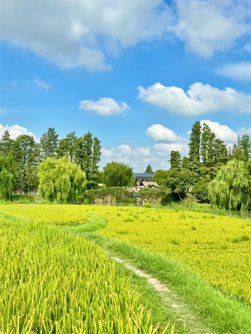 秋天的烏村，堪稱秋日旅行天花板??！_3_烏村Village_來(lái)自小紅書網(wǎng)頁(yè)版.jpg